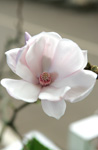 nr. 75 Magnolia